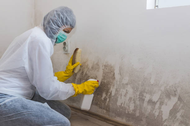 Best Attic Mold Removal  in Lake Wylie, SC