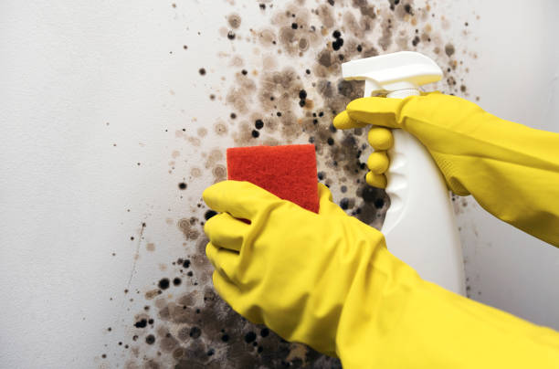 Lake Wylie, SC Mold Removal Company