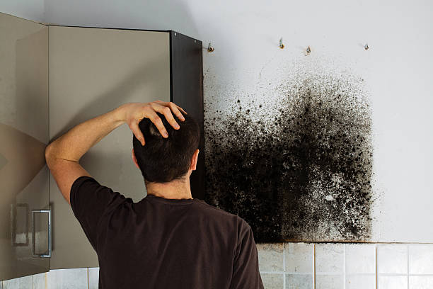 Best Mold Damage Repair  in Lake Wylie, SC