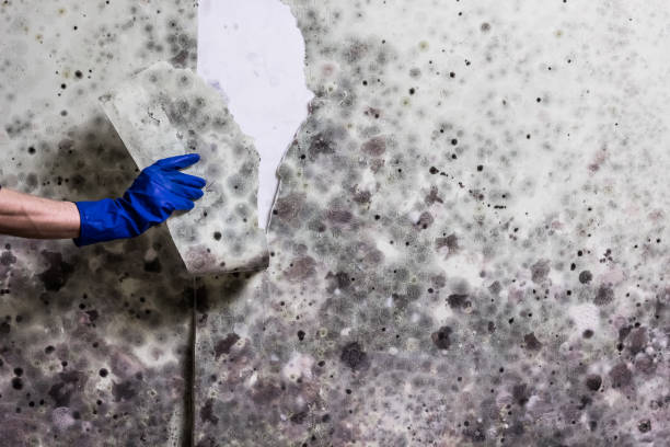 Mold Testing and Removal in Lake Wylie, SC